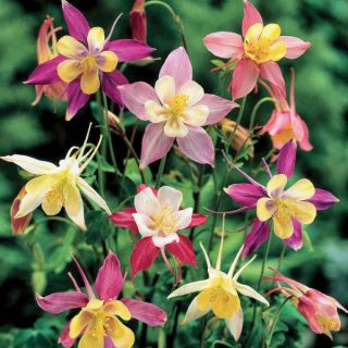 Wild Columbine Mix Thumbnail